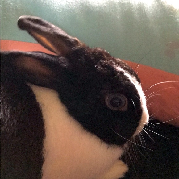 💜🩷Hi!! I’m BUNNI!!🩷💜 - Picture 6 of 9